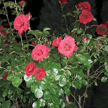 موستار Apartman Mona المظهر الخارجي الصورة